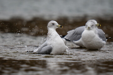seagulls on the beach