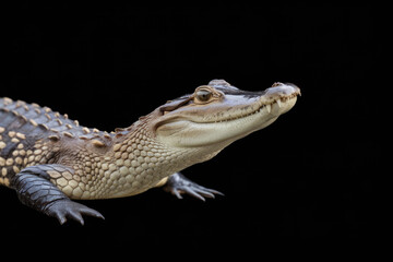 Fototapeta premium A baby alligator is looking at the camera. The image has a dark background, which makes the alligator stand out. Black background