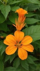 Fototapeta premium Vibrant orange flower blooming against a lush green leaf backdrop, green, fresh, orange