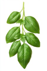 Obraz premium Fresh green basil leaves arranged attractively, perfect for culinary, gardening, or health-related projects in advertising, cookbooks, or blogs, Ideal for backgrounds or food styling,