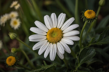 Obraz premium a beautiful daisy flowers on the field