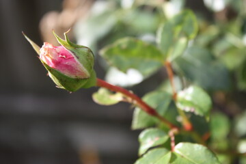Pink Rose Bud 2