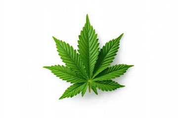 A vibrant green cannabis leaf displayed against a white background, highlighting its distinct serrated edges and symmetrical shape.