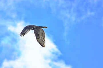 Obraz premium Hawk Profile