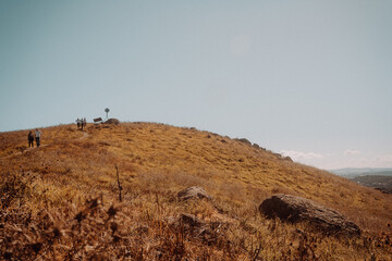 Brown grass on hillside