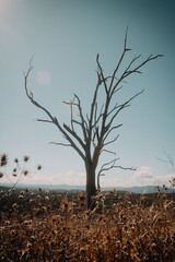 Stark dead tree in field