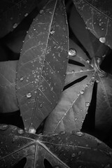 rain drops on a leaf