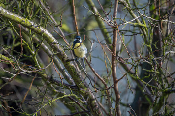a tit in the tree © Krzysztof