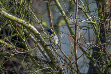 a great tit bird on a wooden fence © Krzysztof
