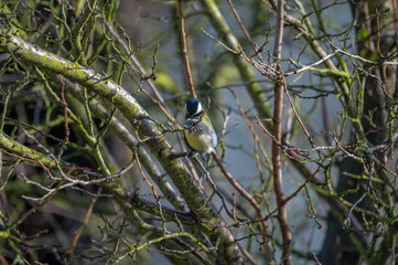 closeup of a great tit bird  © Krzysztof