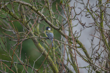 closeup of a great tit bird © Krzysztof
