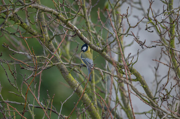 closeup of a great tit bird © Krzysztof