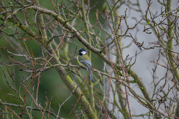 closeup of a great tit bird © Krzysztof