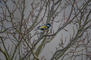 closeup of a great tit bird © Krzysztof