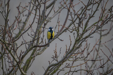 closeup of a great tit bird © Krzysztof