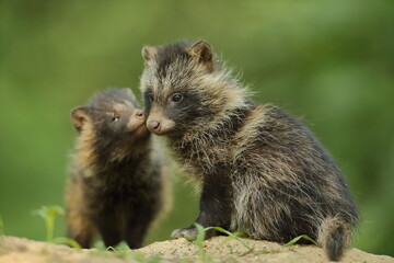 Jenot (Nyctereutes) raccoon dog