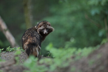 Jenot (Nyctereutes) raccoon dog