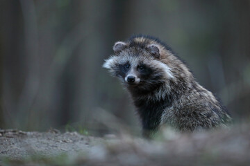 Fototapeta premium Jenot (Nyctereutes) raccoon dog