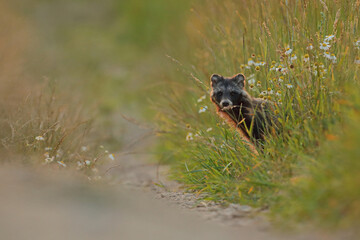 Jenot (Nyctereutes) raccoon dog