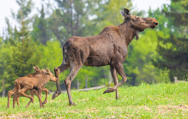 Cow Moose And Her Calves