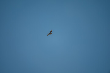 Common Buzzard Soaring in the Blue Sky