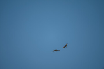 Common Buzzards in Flight: Aerial Dance