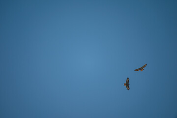 Common Buzzards in Flight: Aerial Dance