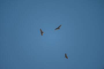 Three Common Buzzards Soaring in the Blue Sky