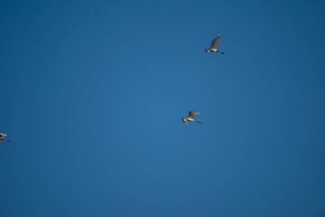 birds in the sky