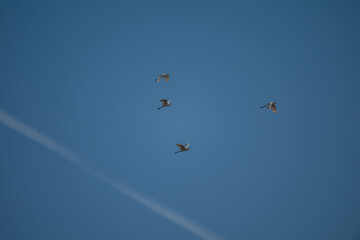 Obraz premium herons flying in the sky