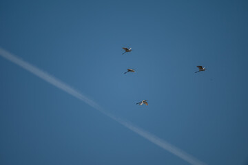 birds in flight