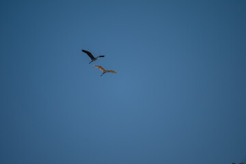 Fototapeta premium Grey Heron and White Heron Soaring in Blue Sky