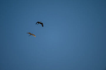 Obraz premium Grey Heron and White Heron Soaring in Blue Sky