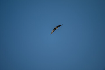 Grey Heron in Flight Against Blue Sky