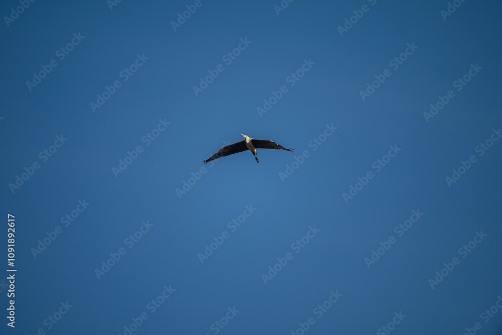 Poster Grey Heron in Flight Against Blue Sky