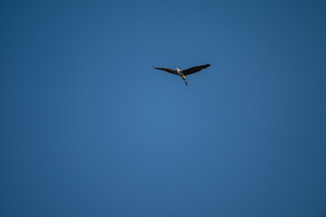 Fototapeta premium Grey Heron in Flight Against Blue Sky