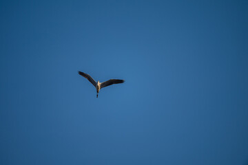 Fototapeta premium Grey Heron in Flight Against Blue Sky