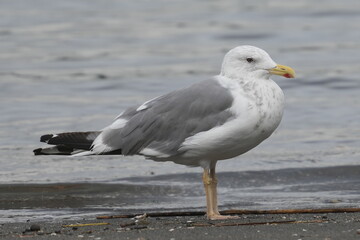 herring gull in a sea