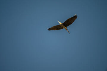 Grey Heron in Flight Against Blue Sky