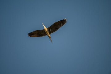 Obraz premium Grey Heron in Flight Against Blue Sky
