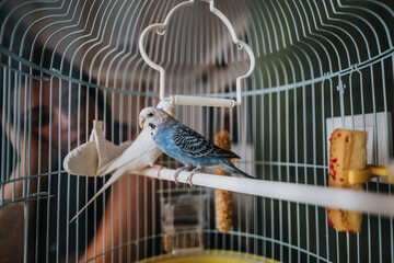 A vibrant blue budgie sits inside a cage, watched by an interested person. The scene captures a...