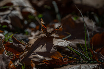 Red Admiral Butterfly on Autumn Leaf