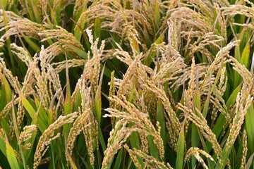 Mature rice in the field