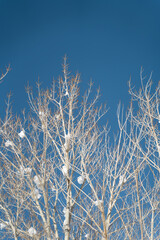 Snow-Covered Bare Tree Branches Against a Clear Blue Sky