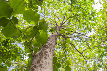A view of teak trees with lush leaves and large trunks that grow in tropical forests. Teak tree...