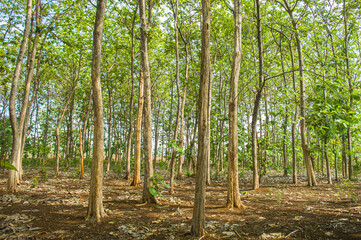 A natural landscape of several teak trees growing tall and lined up in an Indonesian tropical (Asian) forest. Focus on teak. Similar others