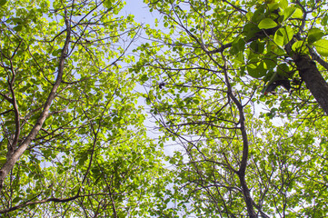 A view of teak trees with lush leaves and large trunks that grow in tropical forests. Teak tree with low angle view. Focus on tree . Similar others