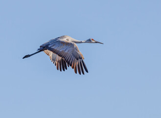 Sandhill Crane Flying Over Famer's Field