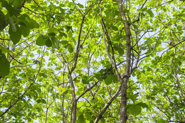 A view of teak trees with lush leaves and large trunks that grow in tropical forests. Teak tree with low angle view. Focus on tree . Similar others