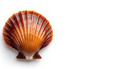 Bay scallop are bivalve shellfish found in all of the world oceans, but never in fresh water and highly prized as a high priced food source found in seafood restaurants,  isolated on white background